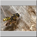 Ectemnius cavifrons oder ruficornis - Grabwespe w02d 12mm beim Nesteintrag - Hainschwebfliege.jpg